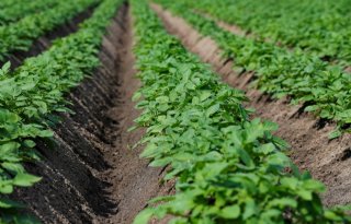 Optimisme over groeiseizoen drukt termijnprijs aardappelen