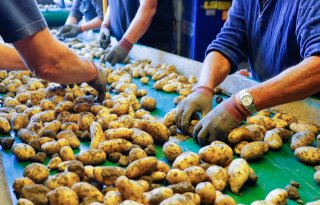 Belgapom: 'België staat turbulent aardappeljaar te wachten'