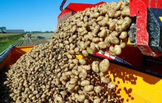 WUR: hybride aardappel kan revolutie teweegbrengen
