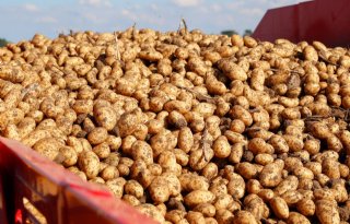 NEPG stelt oogstraming aardappelen naar boven bij