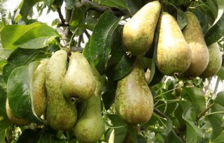 Wapa voorspelt daling appel- en perenoogst