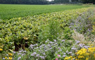 ABN Amro: 40 miljard euro schade biodiversiteit door Nederlandse economie