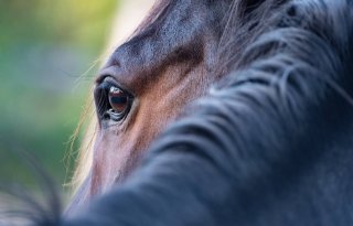Garantietermijn paarden wordt teruggebracht naar zes maanden