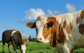 Provincies weten niet of veehouders juiste stikstofvergunning hebben