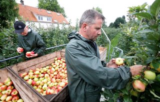 Belgische landbouwminister erkent fruitteelt als 'sector in crisis'