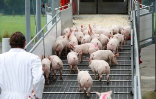 Rabo: Afrikaanse varkenspest leidt tot omslag varkensvleesindustrie