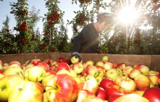 Brussel verwacht grotere appeloogst en meer verwerking