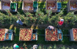 Europese appelproductie volgend jaar 10 procent groter