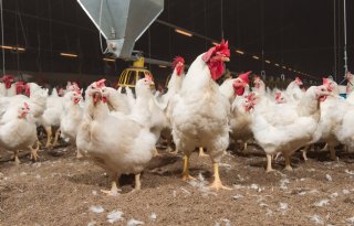 Ouderdierenbedrijf Nieuwleusen getroffen door vogelgriep