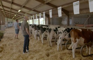 Hedra Holsteins houdt online veiling fok- en gebruiksvee