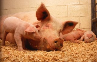 EU-landbouwcommissaris wil varkenssector die past bij platteland