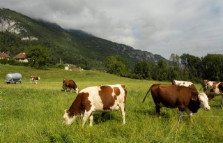 Franse melkveehouders niet eens met achterblijvende melkprijs