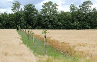 Schouten wil agroforestry ondersteunen via Nationaal Strategisch Plan