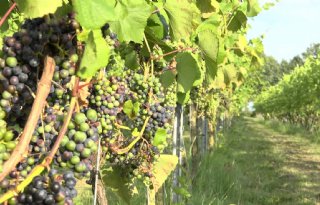 Copa-Cogeca: Europese wijnoogst laag, kwaliteit uitstekend