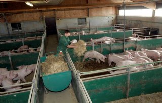 Minder koeien, geiten, schapen en varkens in Europa