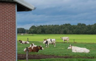 Meeste EU-landen tegen regels industriële emissie voor veehouderij