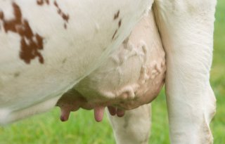 Melkprijs A-ware blijft op 63,06 euro