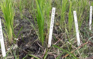 Rijst op Fries proefveld groeit 'verrassend goed'