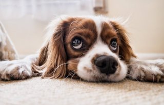 Studie WUR: honden brengen verboden middelen in milieu