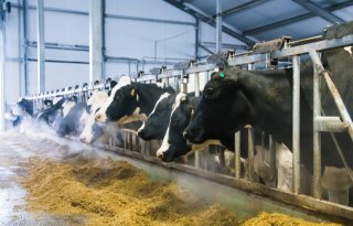 Inwendige vervetting van koeien, oorzaak en gevolg