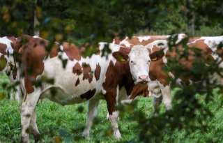 Biologische melkprijs Eko-Holland hoger dan biologisch-dynamische