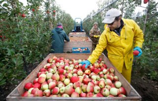 Areaal biologische appels en peren in 2023 gestegen