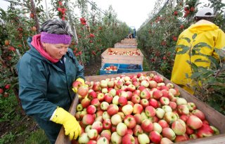 Nieuwe opleiding focust op duurzame fruitteelt
