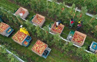 Duitse appeloogst lager door ongunstige weersomstandigheden