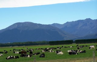 Nieuw-Zeeland verwacht recordmelkprijs