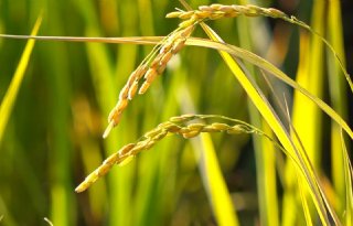 Onderzoekers vinden gen in rijst dat mate van bloei reguleert