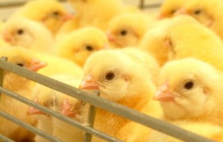 Beperkingen voor pluimveebedrijven Gelderse Vallei opgeheven