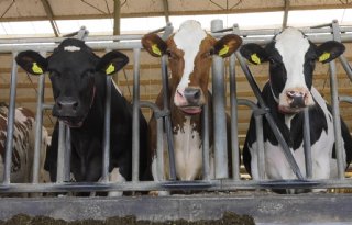 Protestactie: boeren halen koeien uit de wei om stikstofbeleid