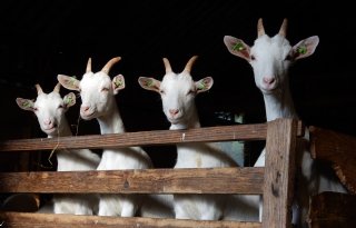 Voerkosten drukken inkomen geitenbedrijf