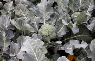 Eerste resultaten met oogstrobot broccoli veelbelovend