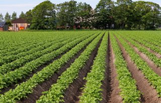 Ctgb laat herbicide toe in aardappelteelt