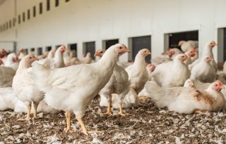 Rabobank: krap aanbod pluimveevlees bij toenemende vraag