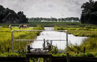 Groningen is nog lang niet af van ganzenoverlast