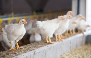 Vogelgriep+op+vleeskuikenbedrijf+in+Grootschermer