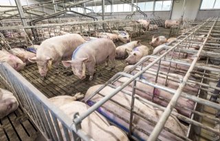 POV: varkenshouders komen in de knel tussen Beter Leven en de bank