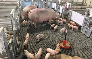Econoom Robert Hoste: kosten varkenswelzijn niet bij wet regelen