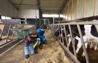 Kinderen ontbijten tussen de koeien en leren over hun voedsel