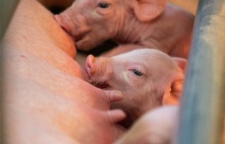 5 vragen over de rol van genen bij Afrikaanse varkenspest