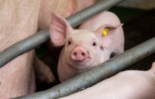 Inkomensraming: varkenshouderij zit 'in zwaar weer'