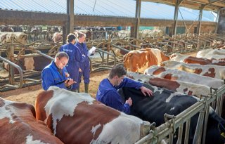 Melkveebedrijf 't Boterik in Oirschot is al zeven jaar praktijkleerbedrijf