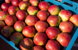 Europese appelvoorraden stijgen, die van peren dalen