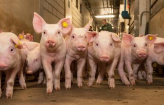 Uitbraak Afrikaanse varkenspest dempt optimisme biggenmarkt