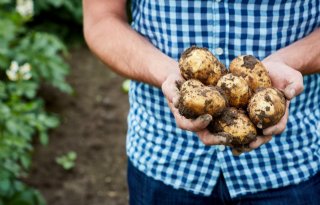 Winterconsumptie aardappelen stijgt 3 procent