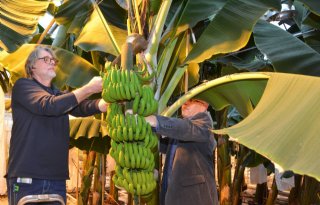 Eerste oogst commerciële Hollandse banaan is een feit