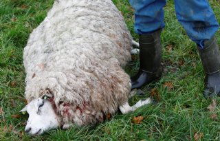 Cameratoezicht voor bedreigde Drentse schapen door provincie