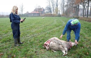 Gelderland start met vergoeding van kosten buiten leefgebied wolf